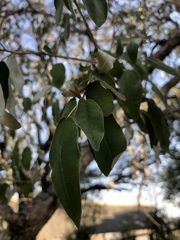 Croton gratissimus gratissimus