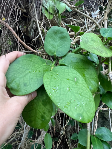 Hoya australis observed 2025-04-18