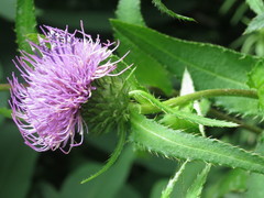 Cirsium vlassovianum