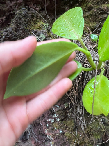 Hoya australis observed 2025-04-18