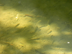 Catostomus