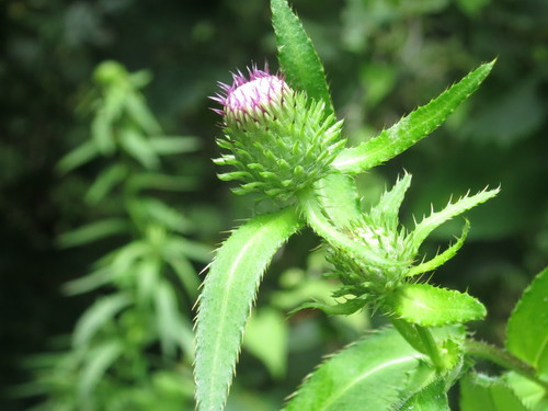 Image of Cirsium vlassovianum by (c) Repina Tatyana, some rights reserved (CC BY)