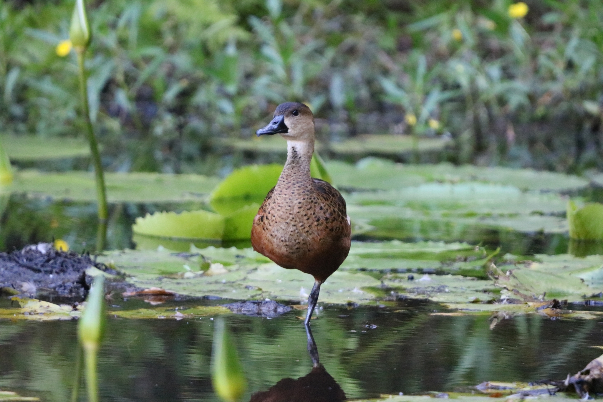 Wandering Whistling-Duck (Dendrocygna arcuata)