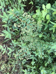 Euphorbia hyssopifolia image