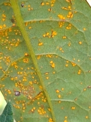 Coleosporium