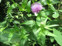 Cirsium vlassovianum