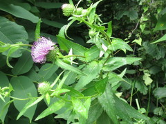 Cirsium vlassovianum