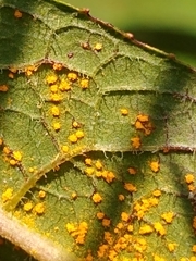 Coleosporium