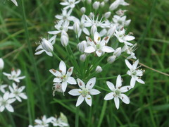 Allium ramosum