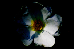 Cistus salviifolius