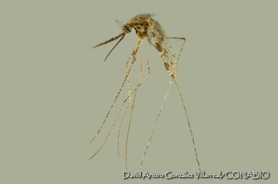 Anopheles apicimacula