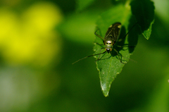 Closterotomus