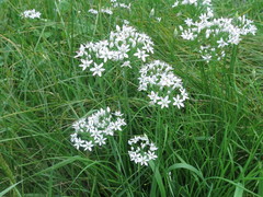 Allium ramosum