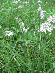 Allium ramosum