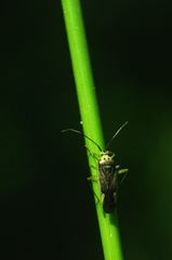 Closterotomus