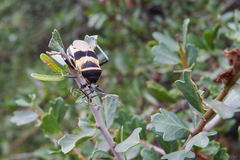 Largus fasciatus