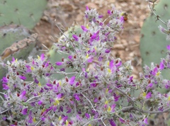 Dalea formosa