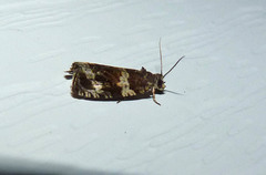 Olethreutes valdanum