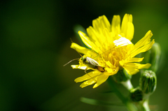 Closterotomus
