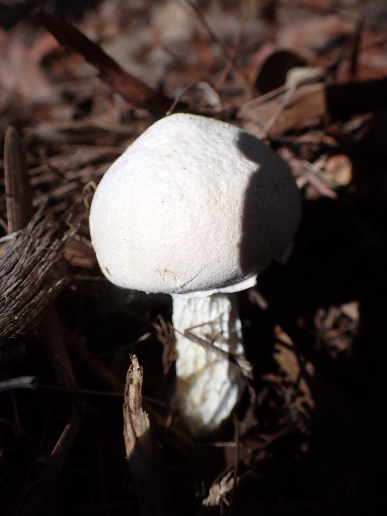 Austroboletus niveus · April 2025 · photo: © oqt (iNaturalist, cc-by)