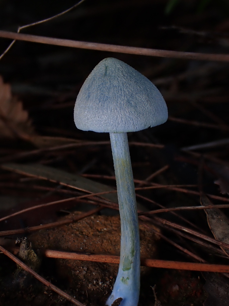 Entoloma virescens · April 2025 · photo: © oqt (iNaturalist, cc-by)