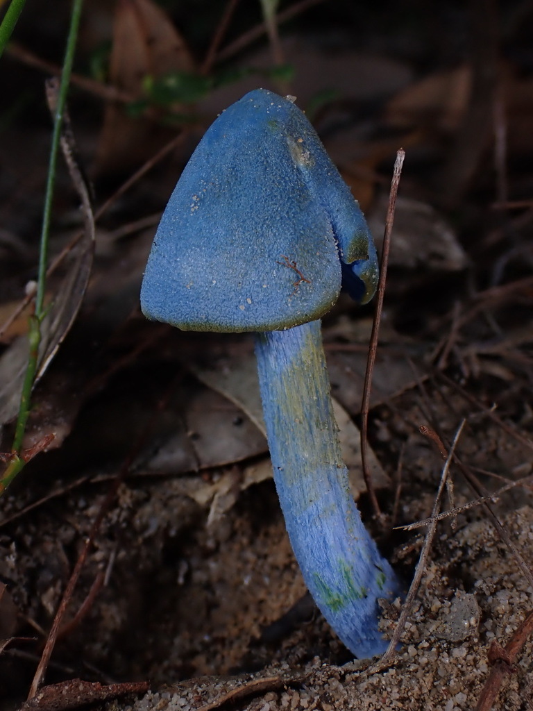 Entoloma virescens · April 2025 · photo: © oqt (iNaturalist, cc-by)