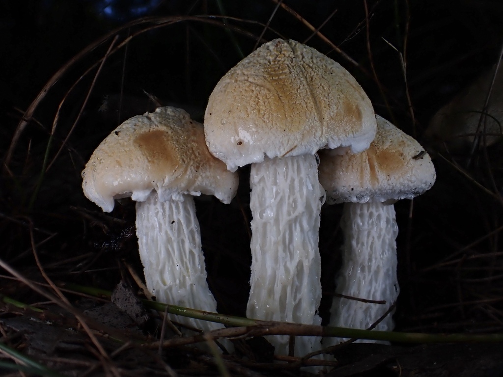 Austroboletus niveus · April 2025 · photo: © oqt (iNaturalist, cc-by)