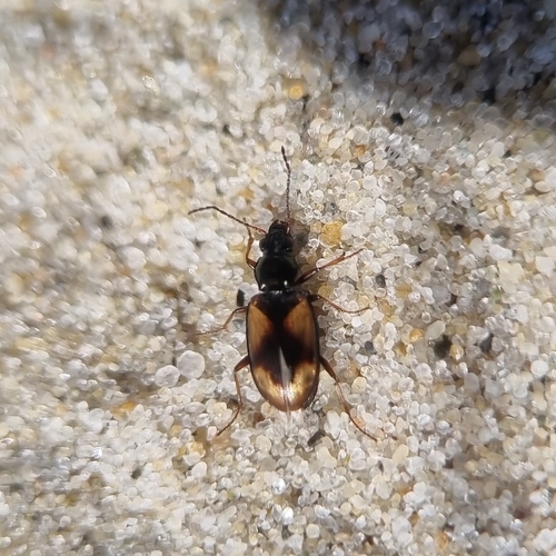Light-legged riverbank ground beetle