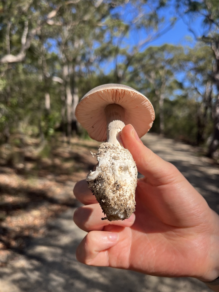 Amanita roseolamellata · April 2025 · photo: © oqt (iNaturalist, cc-by)