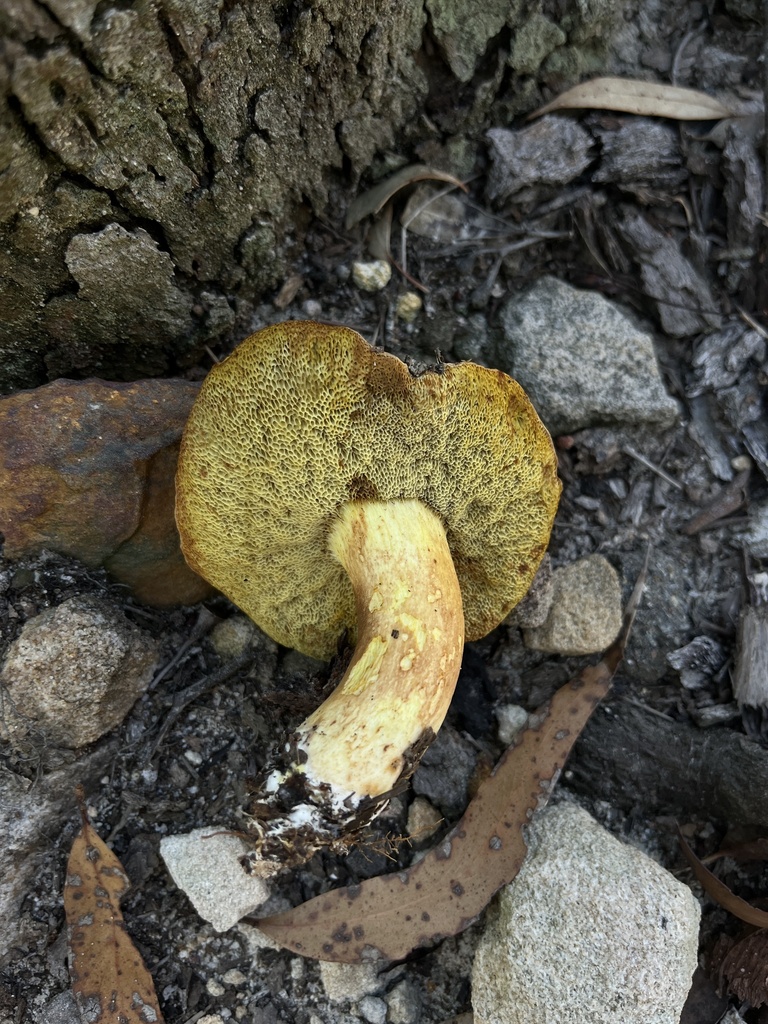Boletus rawlingsii