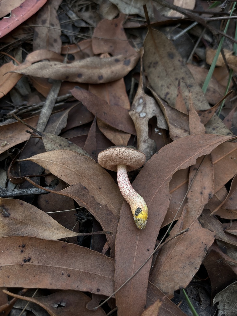 Australopilus palumanus · April 2025 · photo: © oqt (iNaturalist, cc-by)