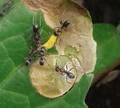 Rainbow, Tyrant, and Meat Ants from Goomboorian QLD 4570, Australia on ...