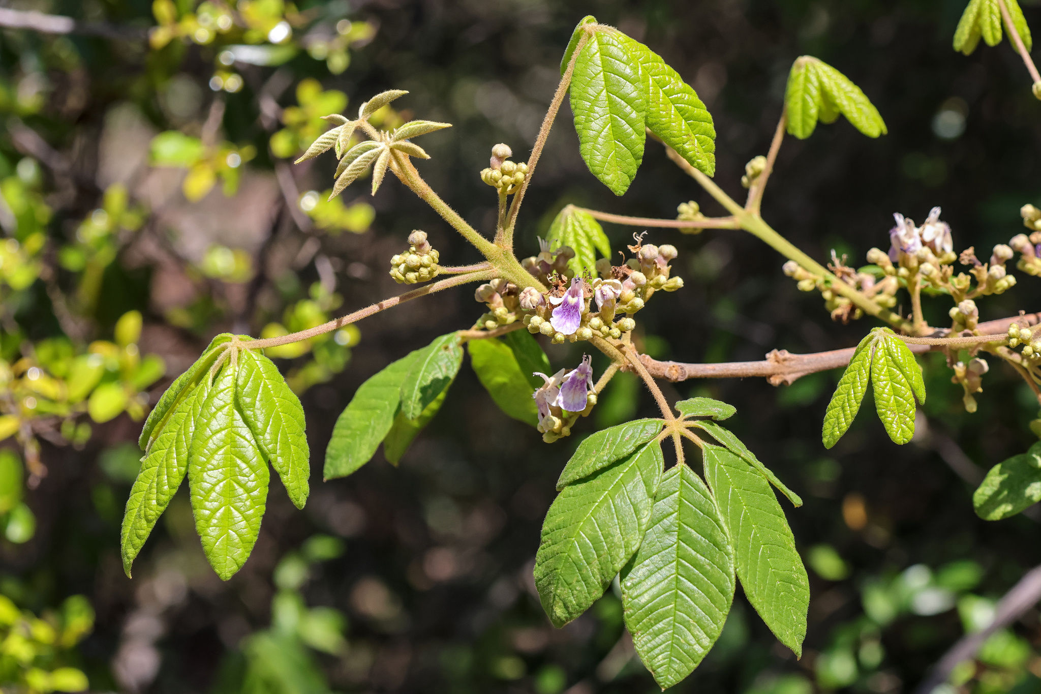 Imagem de Tarumã-do-cerrado