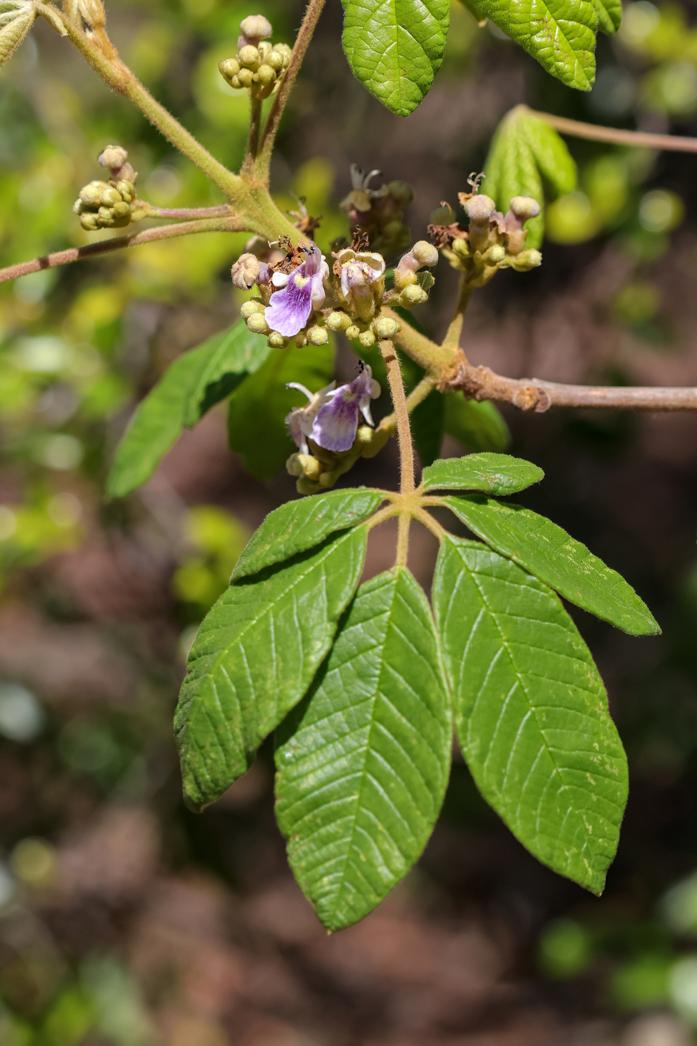 Imagem de Tarumã-do-cerrado