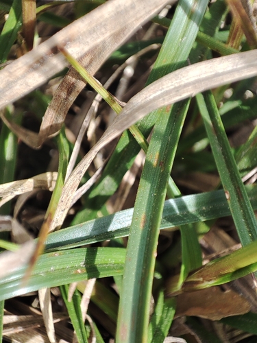 Image of Carex ericetorum by (c) Igor Balashov, some rights reserved (CC BY)