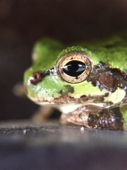 Hyla japonica