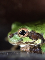 Hyla japonica