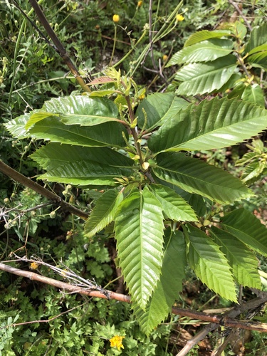 Avistamiento Castaño