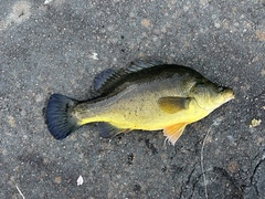 Golden Perch photo 3