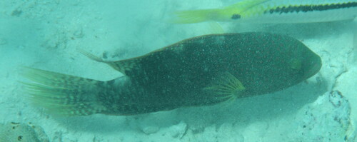 Abudjubbe Wrasse — seen at this dive site