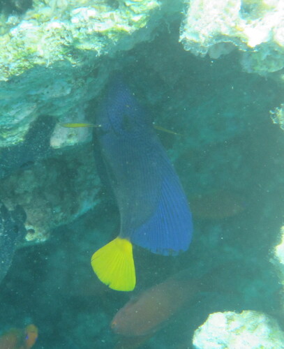 Purple Tang — seen at this dive site