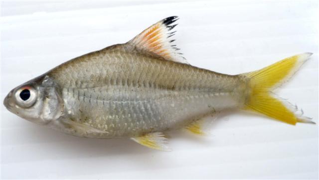 Mystacoleucus argenteus