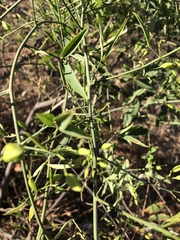 Maerua juncea crustata