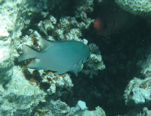 Green Damselfish — seen at this dive site