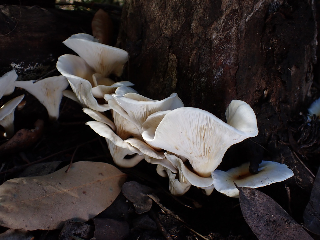 Omphalotus nidiformis · April 2025 · photo: © oqt (iNaturalist, cc-by)