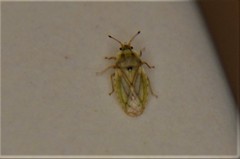 Parapiesma cinereum