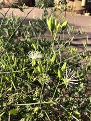 Maerua juncea crustata