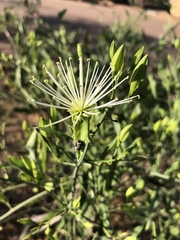 Maerua juncea crustata