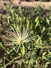 Maerua juncea crustata