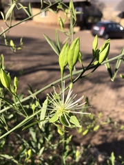 Maerua juncea crustata